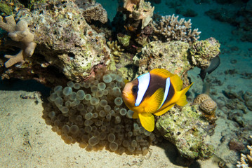 Obraz na płótnie Canvas Clownfish living in their sea anemone