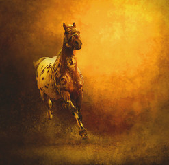 Arabian horse koń Arabski - obrazy, fototapety, plakaty