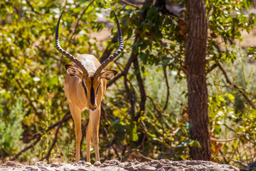 A male black-faced impala (Aepyceros melampus petersi) walking towards us, Ongava Private Game...