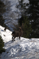 G&auml;msen im November