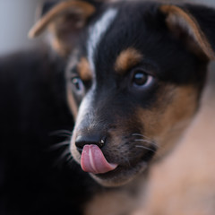 puppy licking tongue 