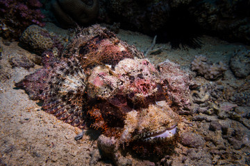 Fototapeta premium Venomous scorpion fish