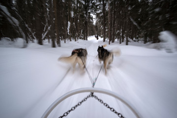 Naklejka premium Dogsledding from the Cap au Leste Resort Hotel, Saguenay-Lac-Saint-Jean, Quebec, Canada