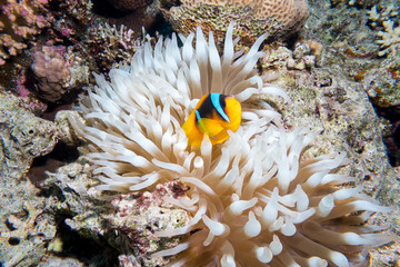 Fototapeta na wymiar Clownfish living in their sea anemone