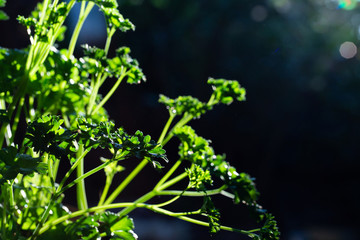 Fototapeta na wymiar Curly parsley leaves closeup in the garden