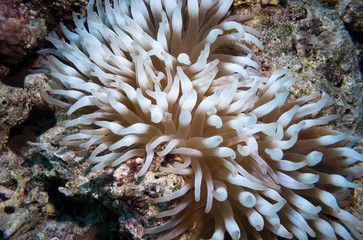 Naklejka na ściany i meble Clownfish living in their sea anemone