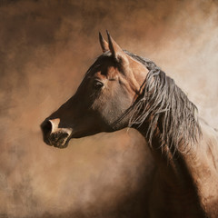 Arabian horse