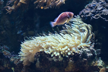 Fisch Koralle Anemone Unterwasser