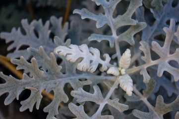 Silver dust Cineraria maritima in the garden, close up.