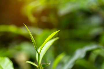 closeup fresh green tea leaves.