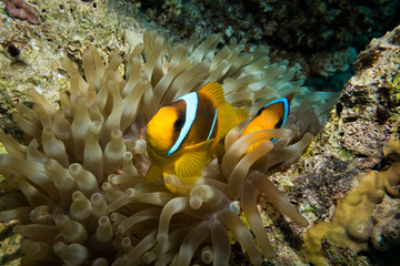 Fototapeta na wymiar Clownfish living in their sea anemone