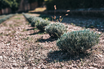 Bushy rosemary bushes in a garden in France