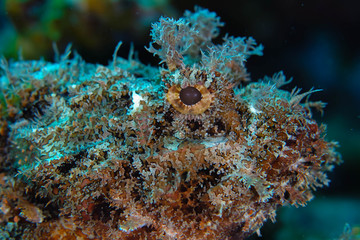 Fototapeta na wymiar scorpionfish