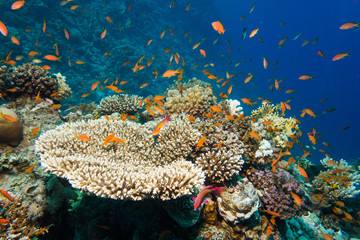 Close up - Beautifull corals at reef in the Red sea, Egypt