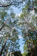 Pinus mugo - It is also known as creeping pine, dwarf mountain pine, mugo pine.