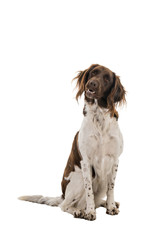 Portrait of a two year old female small munsterlander dog ( heidewachtel ) sitting isolated on white background