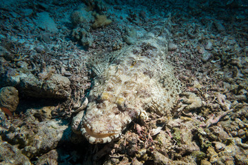 crocodile fish lying on a coral reef