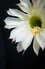 Cactus echinopsis tubiflora, selective focus, close up