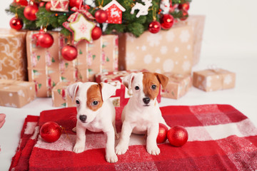 Puppies dog jack russell terrier. Christmas decorations with lights background. Happy New Year! Christmas greeting card. Winter card template. Xmas concept. Holiday Banner. Feast of Nativity.