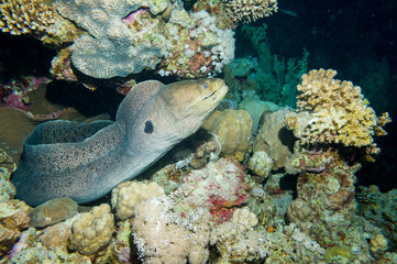 Naklejka na ściany i meble A giant moray eel