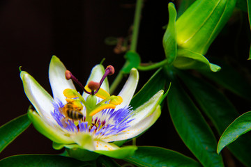 Passion flower blooming in tropical garden. Passiflora blossoming outdoors