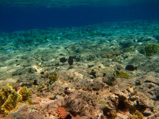 Corals at the bottom of the Red Sea