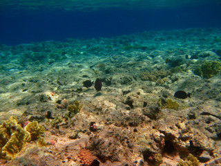 Corals at the bottom of the Red Sea