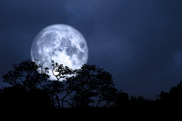 Fototapeta na wymiar full moon back over silhouette leaves on tree in night sky