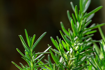 Fresh Rosemary Herb grow outdoor. Rosemary leaves Close-up.