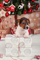 Puppies dog jack russell terrier. Christmas decorations with lights background. Happy New Year! Christmas greeting card. Winter card template. Xmas concept. Holiday Banner. Feast of Nativity.