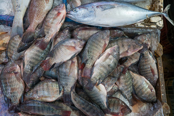 fish at the fish market