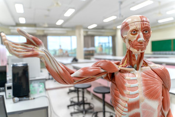 Human anatomy and physiology model in the laboratory.