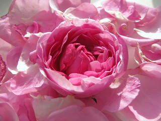 Naklejka premium Róża adamaszku zbliżenie świeżo zebrane