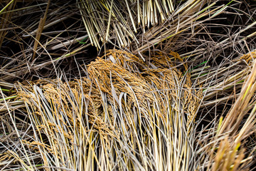 close up of yellow green rice field