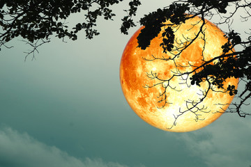 Naklejka na ściany i meble super full blood moon floats in night sky above the silhouette branch dry tree