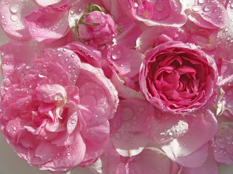 Damask rose with water drops