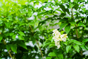 wrightia religiosa is a species in family Apocynaceae