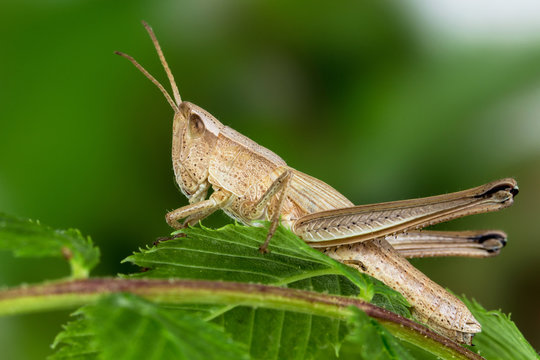 Grasshopper (Chrysochraon dispar)