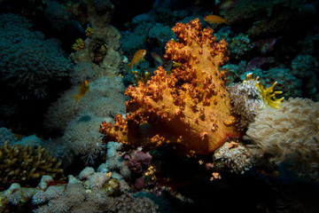 Fototapeta na wymiar Beautifull corals at reef
