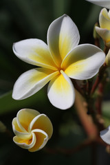 white frangipani - 236310282