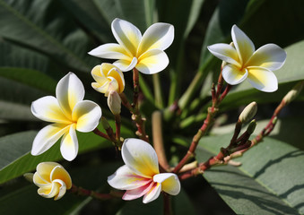 white frangipanis