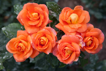 Roses - 236310611