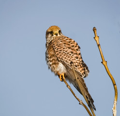 Greifvogel auf einem Ast