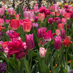 Tulips in spring time - 236310829