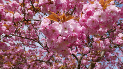 cherry blossom tree - 236310834