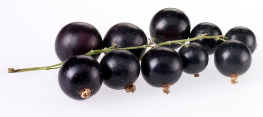 SPRIG OF BLACKCURRANTS