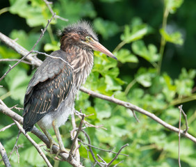 Young Green Heron sitting on branch