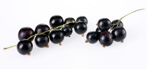 SPRIG OF BLACKCURRANTS