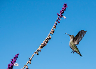 Annas Hummingbird (Calypte Anna) in Flight