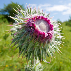 thistle in bloom - 236311043